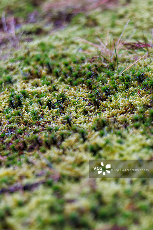 一排雪松树沿着通往寺庙的小路。地面厚厚地覆盖着绿色苔藓。图片素材