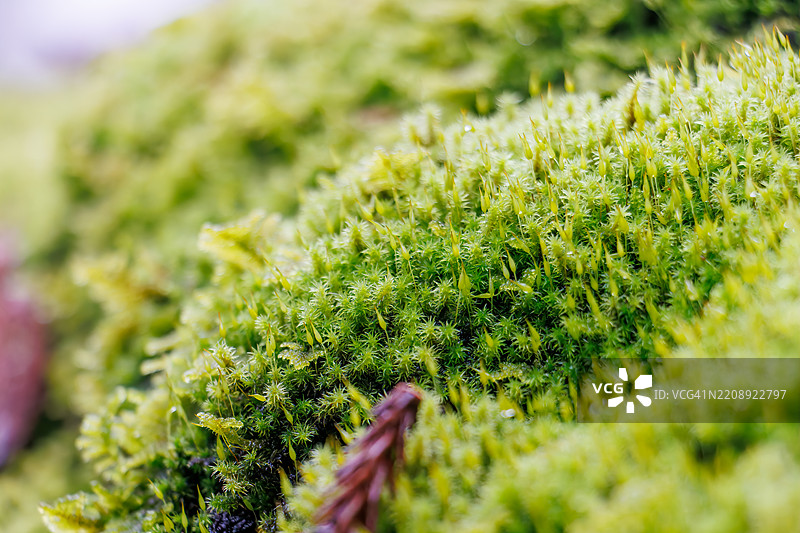 一排雪松树沿着通往寺庙的小路。地面厚厚地覆盖着绿色苔藓。图片素材