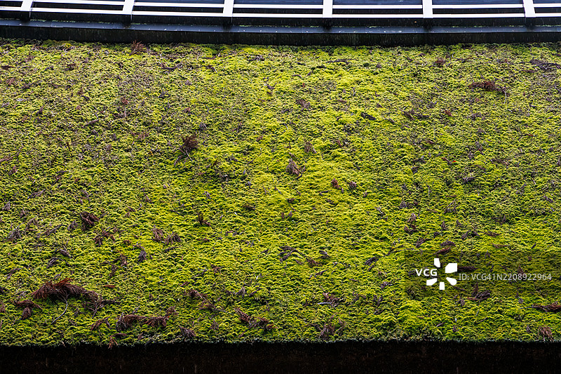 一扇覆盖着苔藓的宏伟大门。当时正在施工中。图片素材