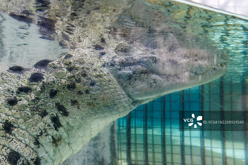 宽鼻凯门鳄（Caiman latirostris，鳄鱼科）从水面浮出。图片素材