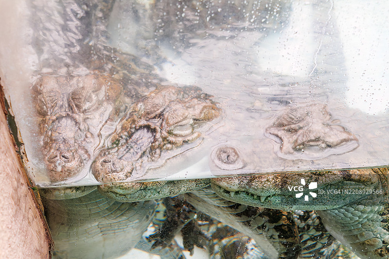 宽鼻凯门鳄（Caiman latirostris，鳄鱼科）从水面浮出。图片素材