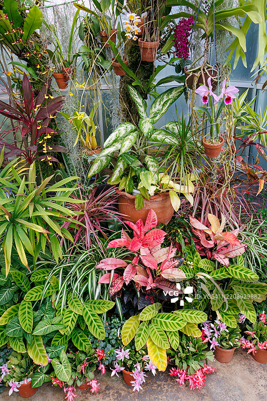 美丽的普通鹿角蕨（Platycerium）。花园彩叶树（Codiaeum variegatum）。图片素材