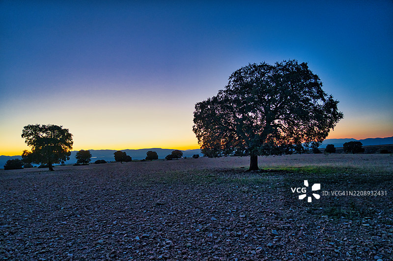 橡树（Quercus ilex），位于西班牙安达卢西亚的瓜迪克附近图片素材
