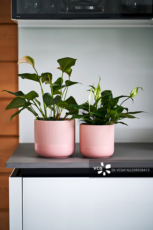 粉色花盆里的室内植物放在梳妆台上。图片素材