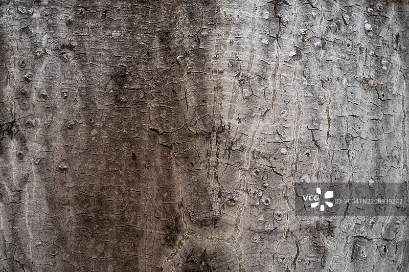 一棵树干，表面粗糙图片素材