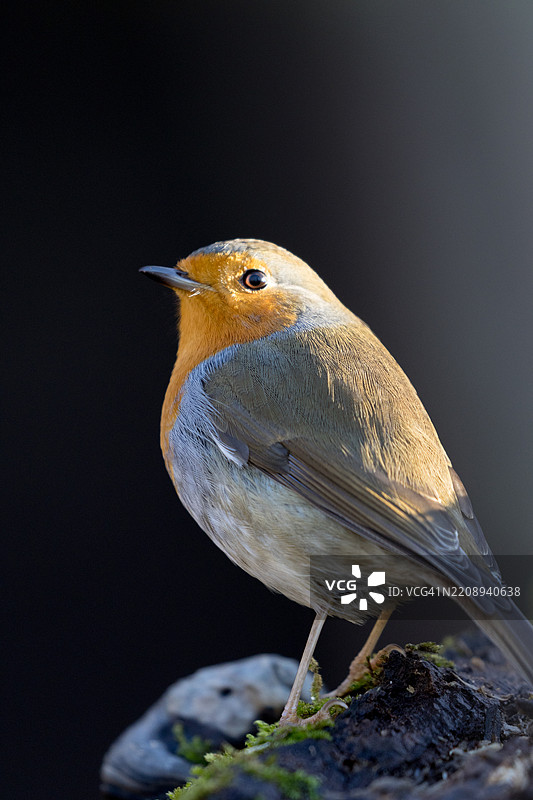 欧洲知更鸟栖息在树干上图片素材