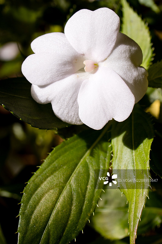花园凤仙花（Impatiens balsamina）的特写镜头图片素材