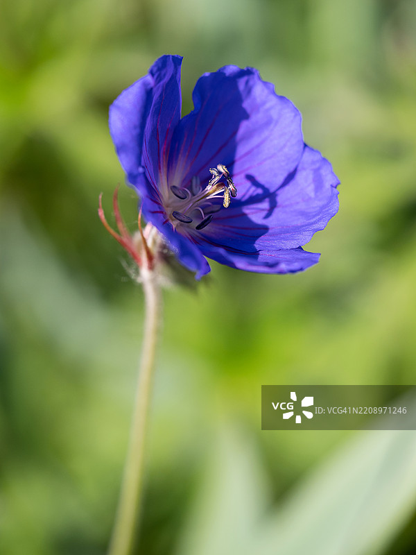 春季花园中，蓝色观赏天竺葵花朵的特写，背景自然。天竺葵品种：沃利希天竺葵（Buxton Blue，布鲁克赛德）。图片素材