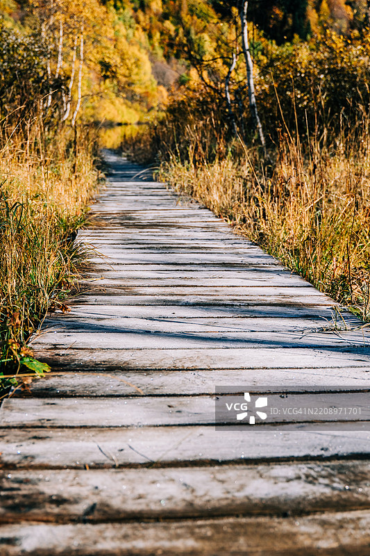 秋天五彩斑斓的森林中蜿蜒的木栈道图片素材