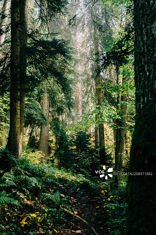 阳光透过郁郁葱葱的森林树木洒下光芒图片素材