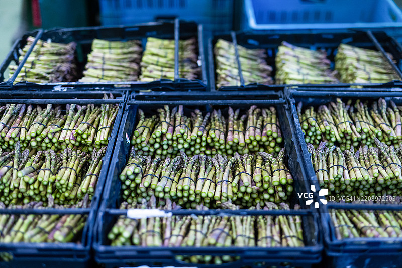 芦笋收获图片素材