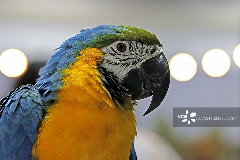 金蓝鹦鹉（Ara ararauna），一种原产于南美洲的鹦鹉图片素材