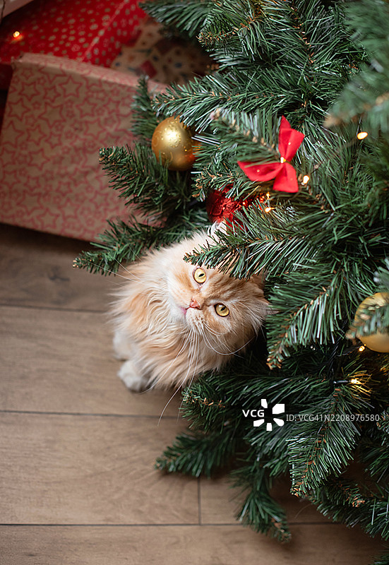 姜黄色的猫和圣诞礼物。圣诞快乐和新年快乐。红色的猫与礼物。图片素材