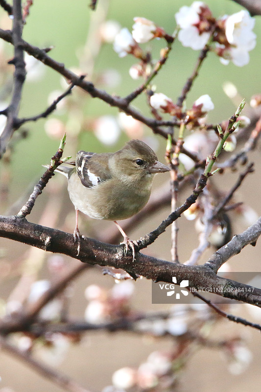 雀鸟与杏花图片素材