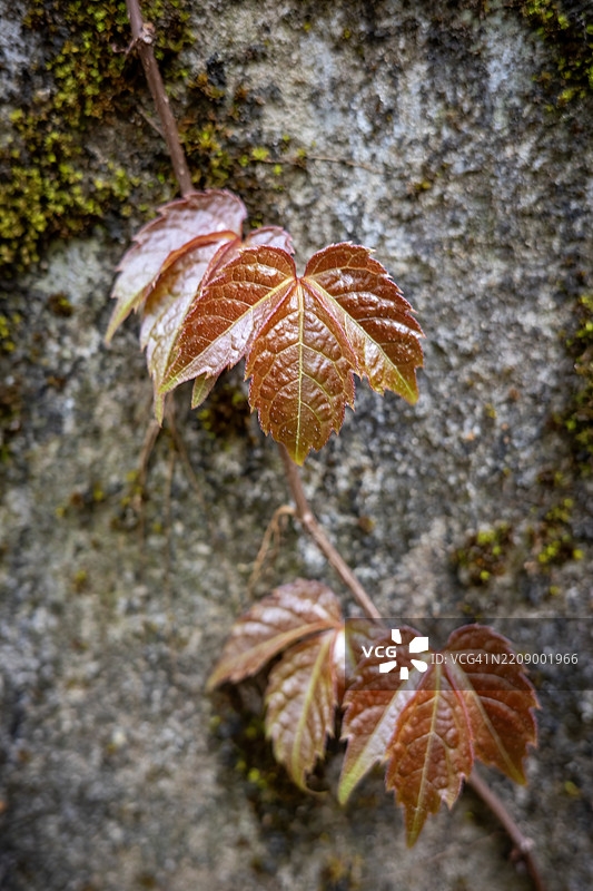 锈色藤叶垂挂在垂直岩石表面上图片素材