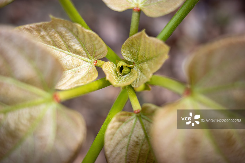 从上方俯视的花蕾簇，周围环绕着年轻的铜色叶子图片素材