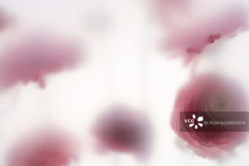 背光的粉色毛茛在磨砂纸后面图片素材