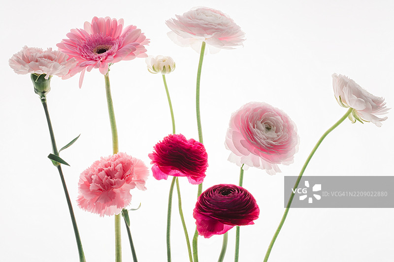 各种粉色背光花朵在白色背景上图片素材