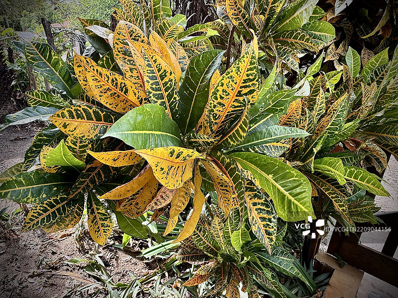 异国情调的植物图片素材