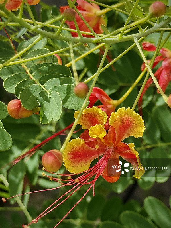 热带花卉图片素材