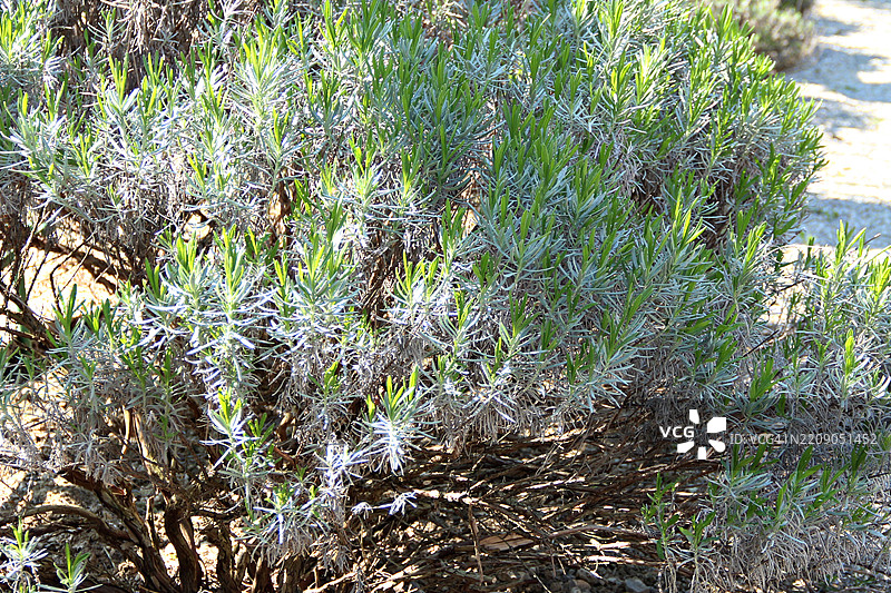 迷迭香特写图像图片素材