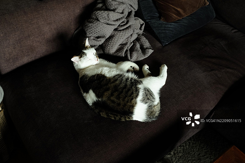 白猫躺在沙发上图片素材