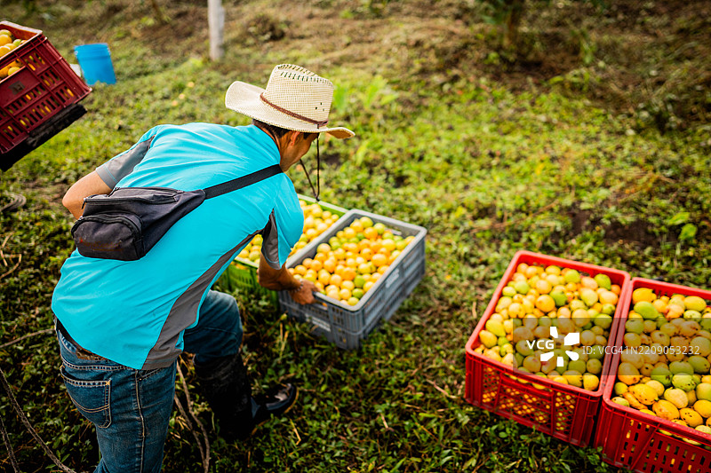 成熟的农民在农场分析一批水果图片素材