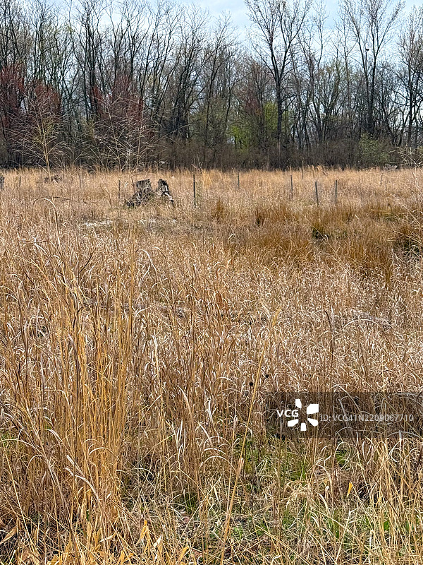 蒂尼克溪保护区的光秃树木下的湿地草丛图片素材