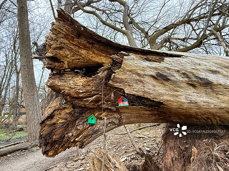 树桩内的鸟屋，位于蒂尼克溪保护区，蒂尼克图片素材