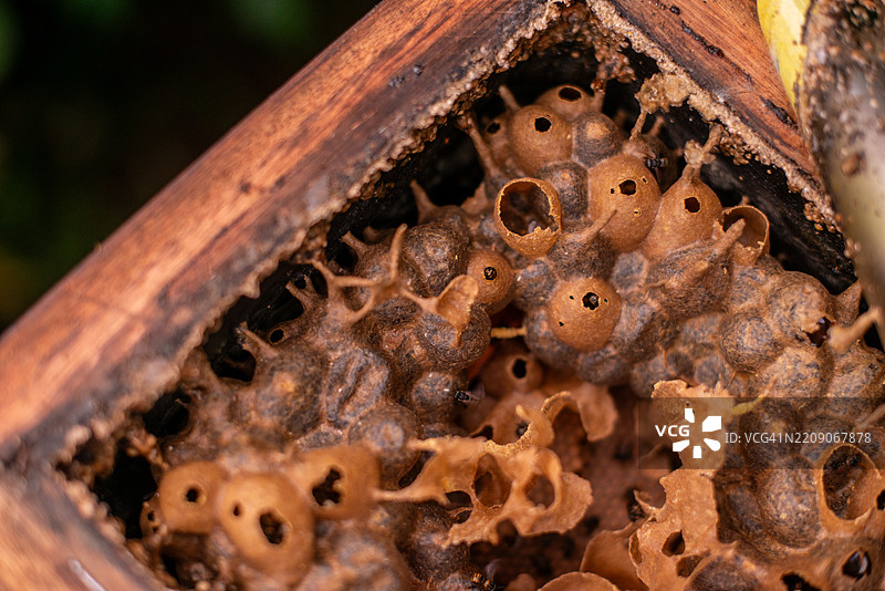 无刺蜜蜂巢结构与幼虫巢房图片素材