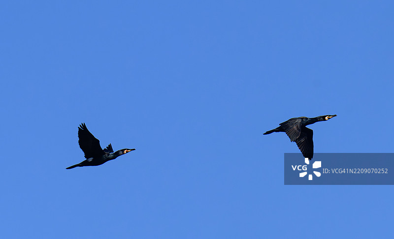 两只黑色鸬鹚正飞向天空图片素材