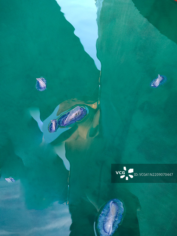 近距离拍摄的风帆水母（Velella velella），一种漂浮的刺胞动物，类似水母。图片素材