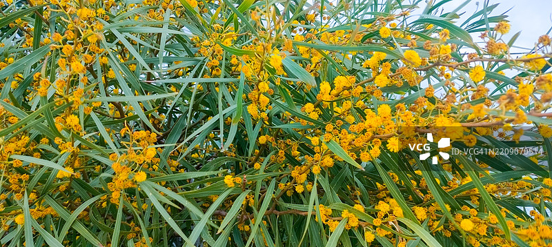 金环金合欢（Acacia saligna）的黄色野花图片素材