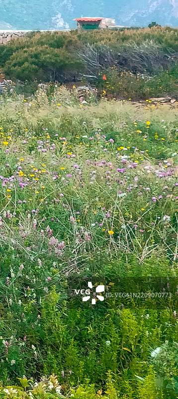 盛开野花的田野图片素材