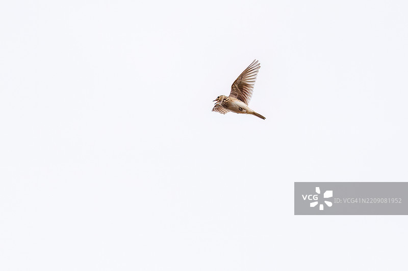 一只美丽的欧亚云雀（Alauda arvensis，属于云雀科）在鸣叫，拍打着翅膀飞出。图片素材