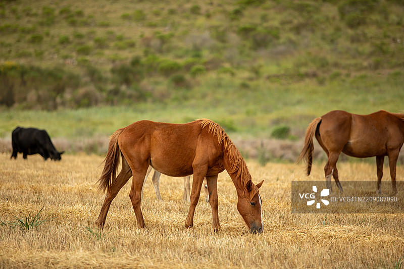 布宜诺斯艾利斯的草地上，纯种马在悠闲地吃草图片素材