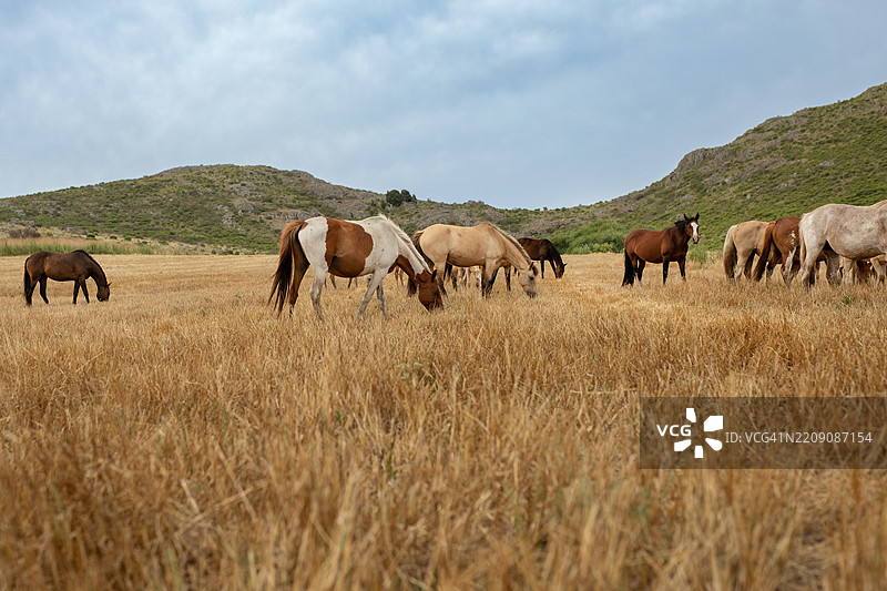布宜诺斯艾利斯的草地上，纯种马在悠闲地吃草图片素材