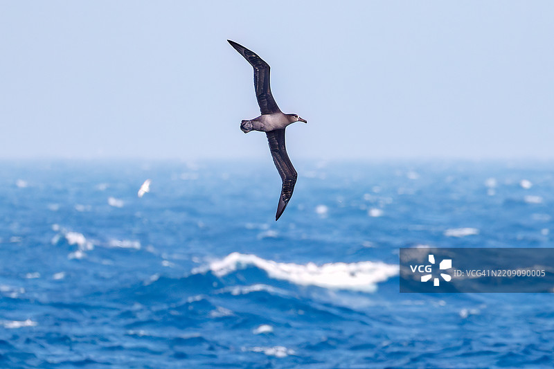 一只巨大的黑脚信天翁（Diomedea nigripes）在海岸外飞翔，翼展超过2米。一只美丽的短尾海燕（Ardenna tenuirostris，鸻科）在水面上出现。图片素材