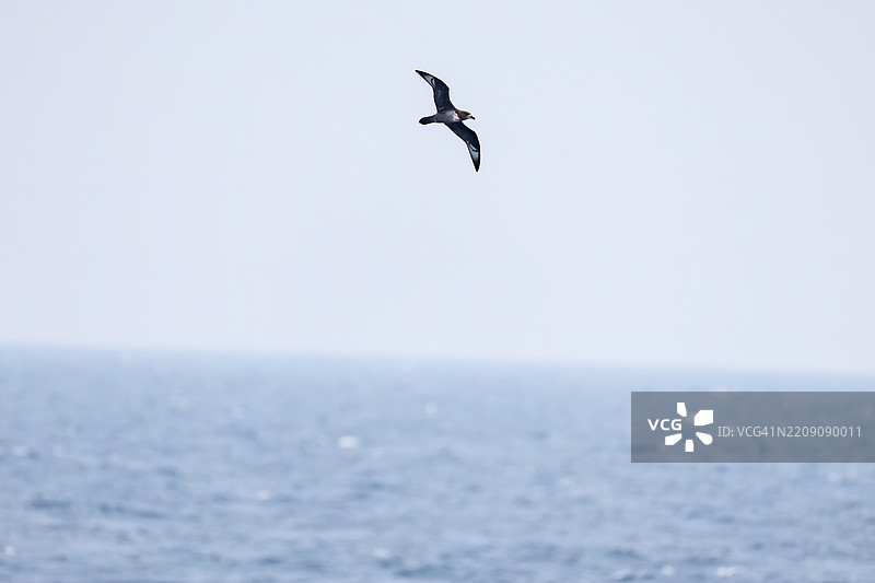 一只美丽的短尾海燕（Ardenna tenuirostris，鸻科）在水中飞翔。图片素材