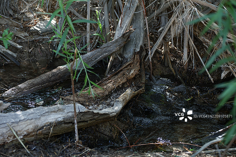 树的分解图片素材