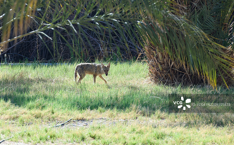 野生动物：土狼（Canis latrans）图片素材