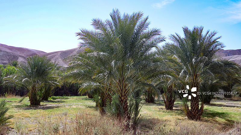 旅游目的地 - 中国牧场枣农场图片素材