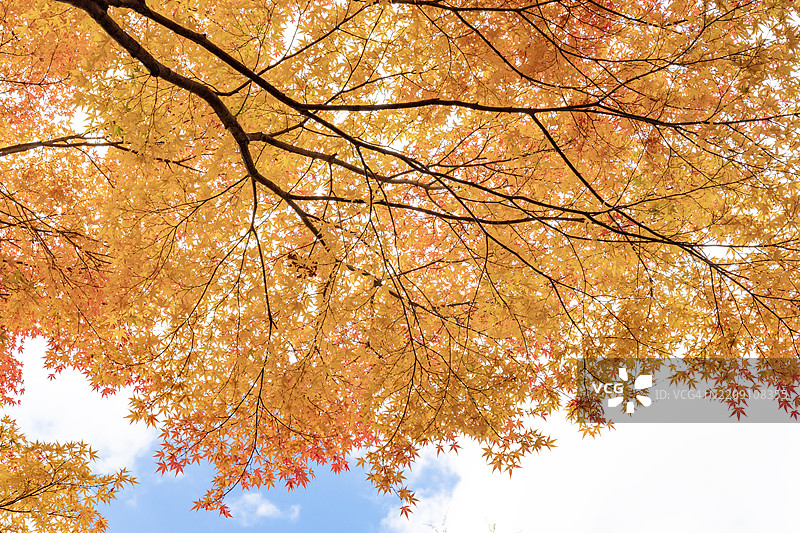 从低角度拍摄的黄色枫树枝。图片素材