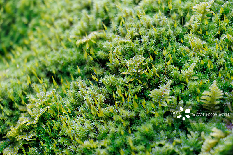 一排雪松树沿着通往寺庙的小路。地面厚厚地覆盖着绿色苔藓。图片素材