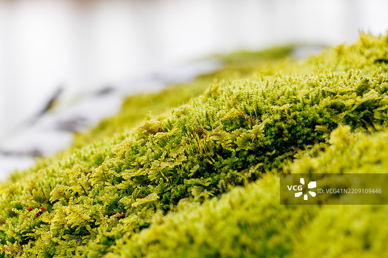 一排雪松树沿着通往寺庙的小路。地面厚厚地覆盖着绿色苔藓。图片素材