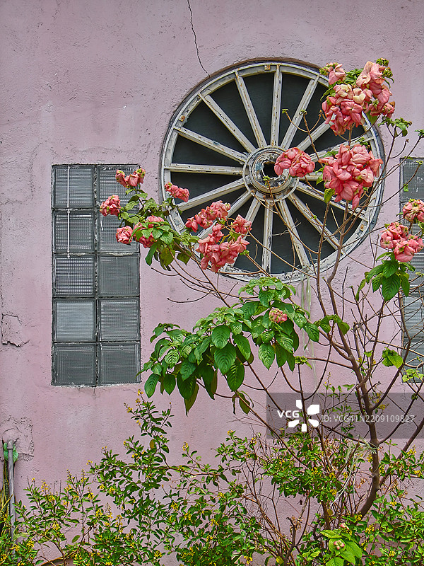 一棵有着粉色墙壁背景的紫葳花树。图片素材