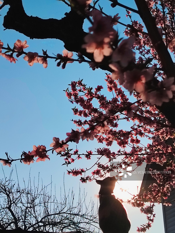 屋顶上猫的剪影在嗅桃花枝图片素材