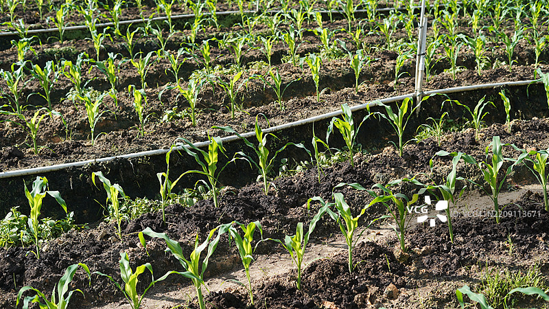 玉米农场图片素材