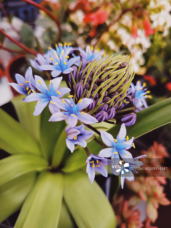美丽花朵的细节图片素材