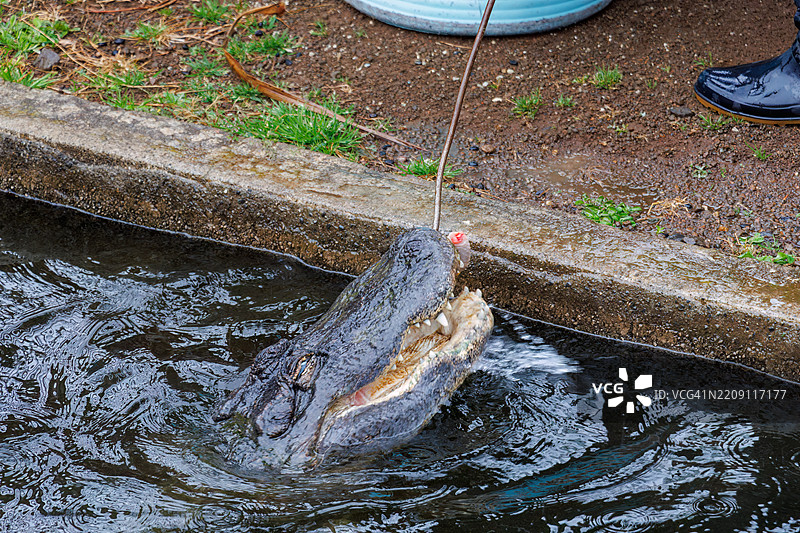 宽鼻凯门鳄（Caiman latirostris，鳄鱼科）整只吞下鸡。图片素材